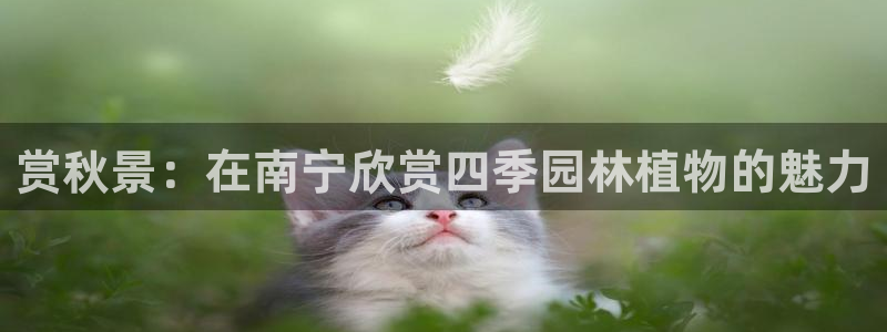 新宝gg直属上级:赏秋景:在南宁欣赏四季园林植物的魅力